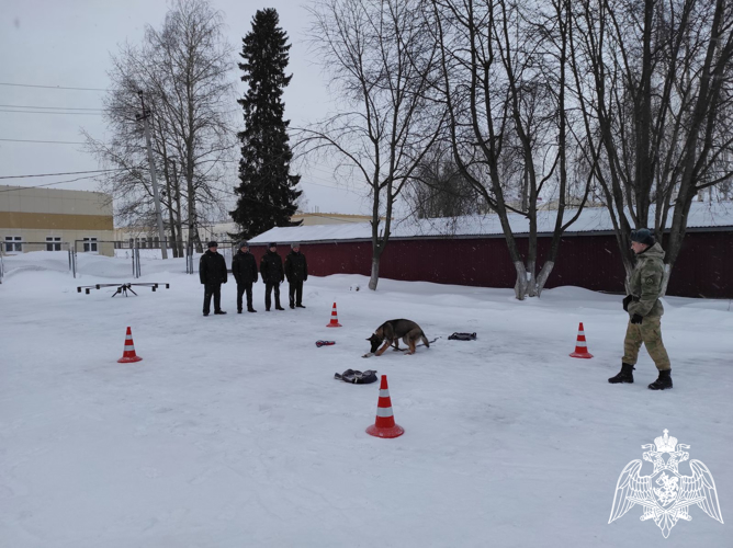 В Пермском военном институте Росгвардии протестировали щенков