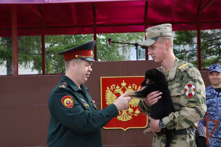 Росгвардия продемонстрировала боевые возможности кинологических подразделений