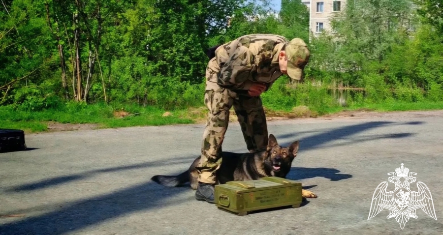 В Перми прошли сборы кинологов